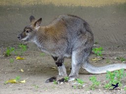 Tiergarten Schönbrunn am 15.05.2025